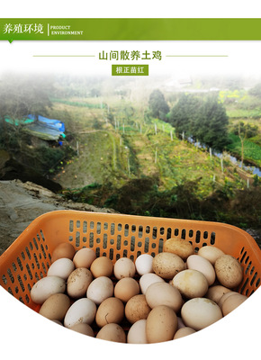 農(nóng)家土雞蛋 從桑林到餐桌，營(yíng)養(yǎng)與新鮮的自然饋贈(zèng)